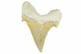 Serrated Sokolovi (Auriculatus) Shark Tooth - Top Quality #372464-1